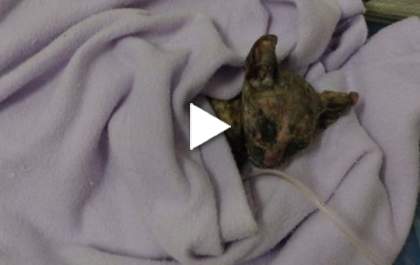 Morre gatinha queimada viva em Três Lagoas