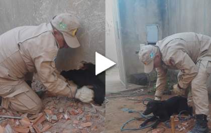 Corpo de Bombeiros de Três Lagoas resgata cachorrinho que ficou preso