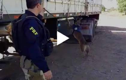 PRF apreende mais de 4 toneladas de maconha em Água Clara