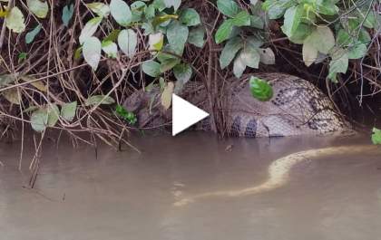 Sucuri flagrada durante digestão no Rio Sucuriú é morta