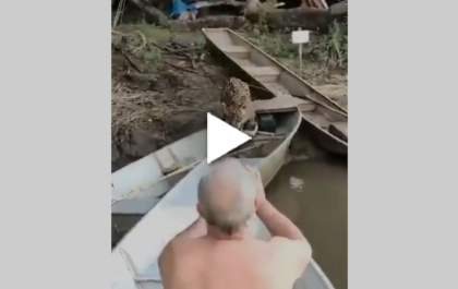 Onça pintada invade barco e rouba peixe