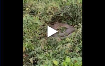 Cobra Sucuri é flagrada descansando à margem do Rio Paraná