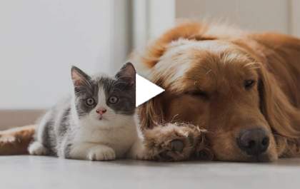 O Plenário do Senado aprovou projeto que aumenta as penas para maus-tratos a cães e gatos