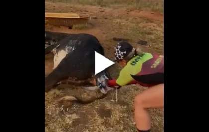 Ciclista ajuda vaca em trabalho de parto