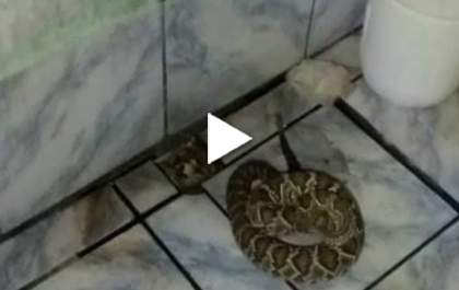 Cobra cascavel é capturada em banheiro de casa em Castilho