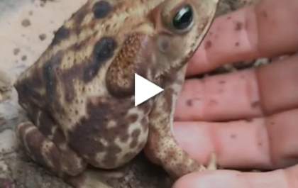 Sapo recebe carinho e fica “famoso” nas redes sociais
