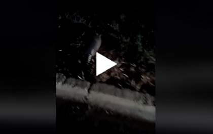Agente de trânsito ajuda tatu atravessar a rodovia Marechal Rondon