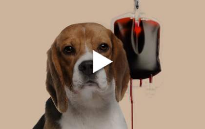 Mundo Animal - O Dr. Fábio explica a importância da transfusão de sangue em pets