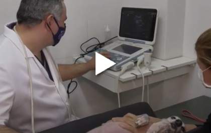 Mundo Animal - Quais os procedimentos amparados pela geriatria veterinária?