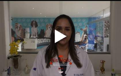 Mundo Animal - Saiba como o serviço de medicina veterinária integrativa atende aos pets