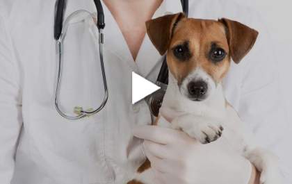 Mundo Animal - Saiba como a leishmaniose se manifesta nos pets
