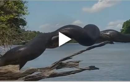 Vídeo de sucuri gigante tomando sol está assustando pessoas
