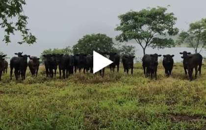 Polícia apreende mais de 400 cabeças de gado em fazenda que seria de Cleudson