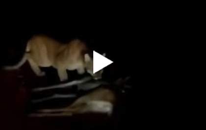 Onça parda é flagrada capturando cervo na região de Três Lagoas