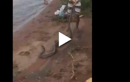 Vídeo mostra jovem arrastando sucuri na Cascalheira