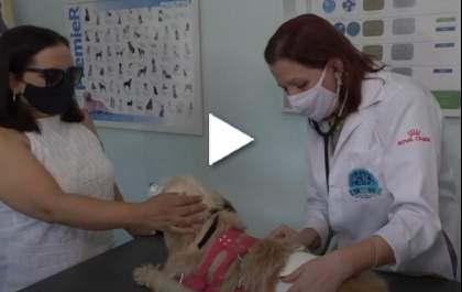 Bicho Mania - Conheça a experiência de atendimento da nossa clínica