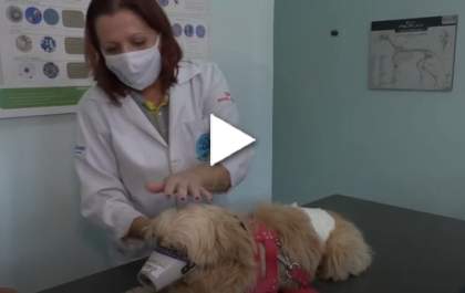 Bicho Mania - Confira como efetuamos o atendimento durante a pandemia