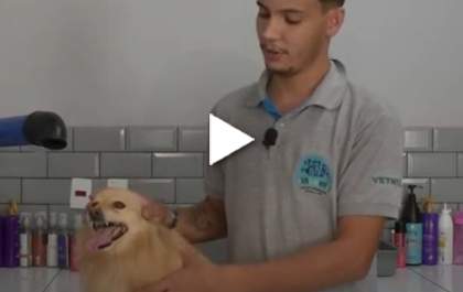 Bicho Mania - Conheça o passo a passo de cuidados no banho e tosa
