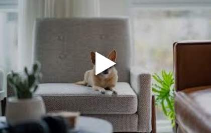 Bicho Mania - Como cuidar dos pets durante a semana e em apartamentos?