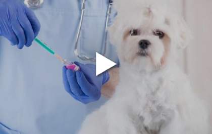 Bicho Mania - Confira os principais critérios para o cuidado com o seu pet