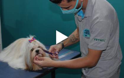 Bicho Mania - Confira as vantagens de uma clínica com centro estético integrado