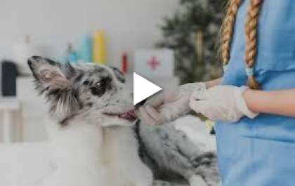 Bicho Mania - Confira as principais formas de prevenção de doenças nos pets
