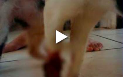 Gatos são mutilados no Orestinho em T.L&nbsp;