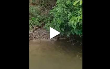 Vídeo: Sucuri de mais de dois metros é vista na barranca do Rio Verde