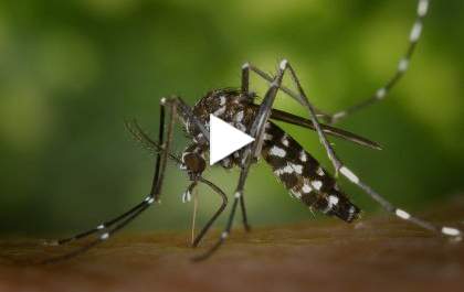 Saúde notifica 122 casos suspeitos de Dengue só essa semana em TL&nbsp;