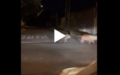 Capivaras aproveitam o “toque de recolher” para passear em Três Lagoas