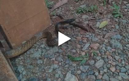 Criança é picada por uma jararaca em T.L&nbsp;