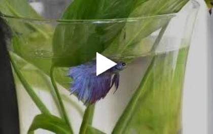 Homem invade casa da ex e mata peixe de estimação como forma de ameaça