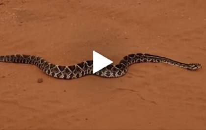 Cobra cascavel é flagrada em rodovia em Selvíria