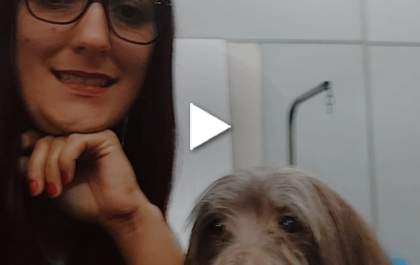ATENÇÃO: Procuram-se pessoas que gostem de animais