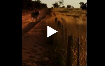 Boi bravo dá susto em ciclistas durante pedalada por estrada rural