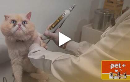 Pet+ fala do benefício das terapias em animais