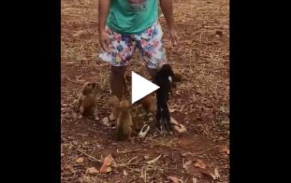 Motorista abandona filhotes de cachorro às margens da rodovia BR-262