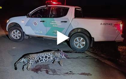 Onça-pintada morre após ser atropelada em rodovia