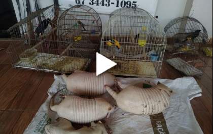 Caçador preso com animais silvestres em frezzer
