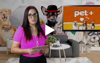 Pet+: Outubro Rosa também é mês de prevenção para nossos pets