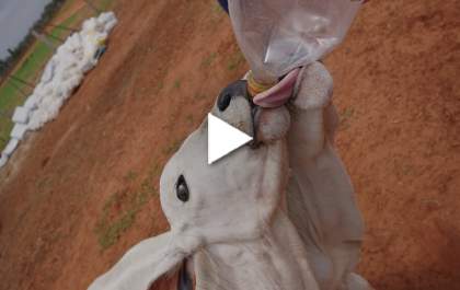 Bezerros Nelore viram animais de estimação em Três Lagoas