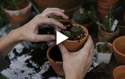 Dúvidas em como cuidar de suas plantas? Assista o Hojecast e descubra como ter o jardim dos sonhos