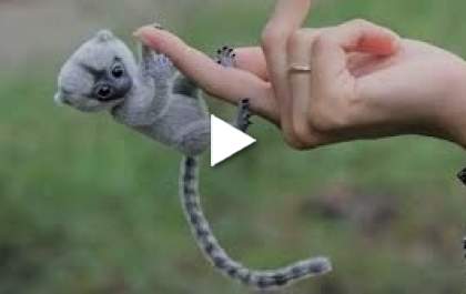 Animais exóticos no Pet Mais