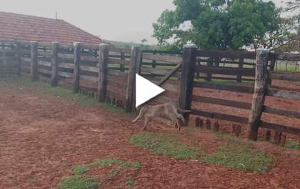 Onça parda é vista no centro de Castilho&nbsp;