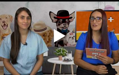 Novembro Azul para os Pets