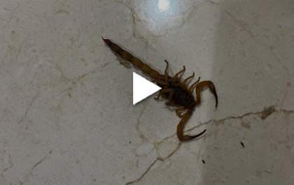Castilhense implora por ação da Prefeitura