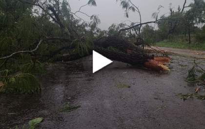 Tempestade arranca árvores e provoca caos na rodovia BR-262