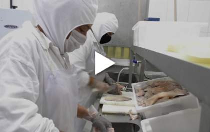 Mil quilos de peixe por dia em Três Lagoas