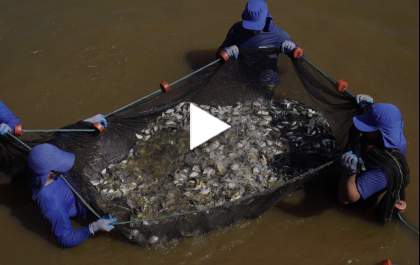 600 mil peixes nativos foram lançados no Rio Paraná