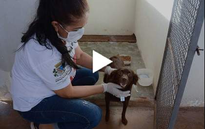 Aprovado projeto que proíbe condenados por maus-tratos de adotar animais